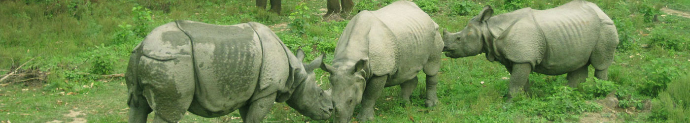 Chitwan National Park Jungle Safari