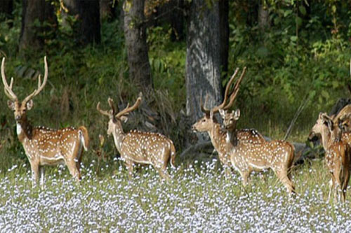 Shukla Phanta Wildlife Reserve